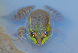 Image of Montezuma Leopard Frog