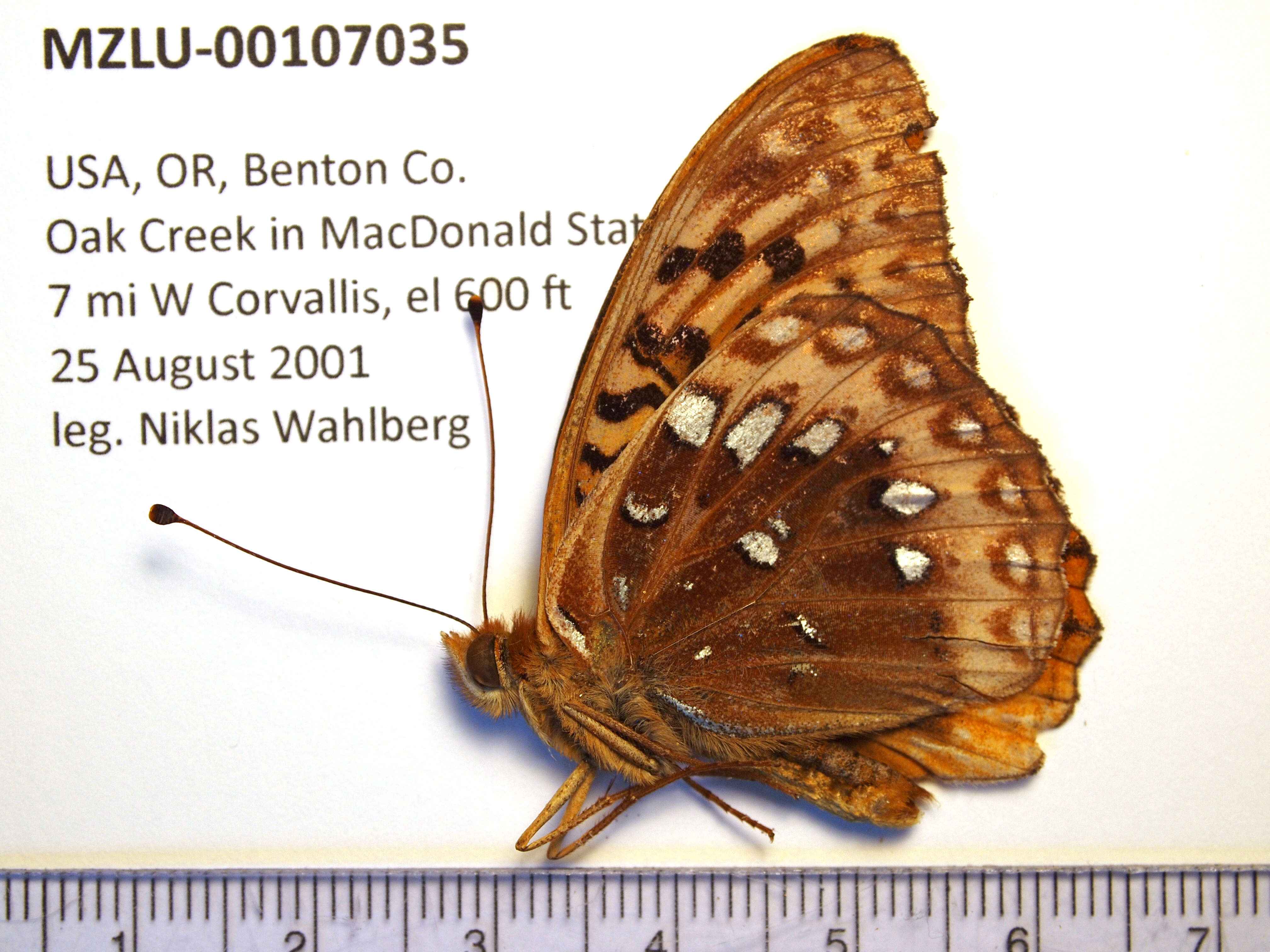 Image of Great Spangled Fritillary