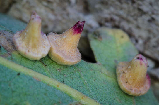 Image of Red Cone Gall Wasp