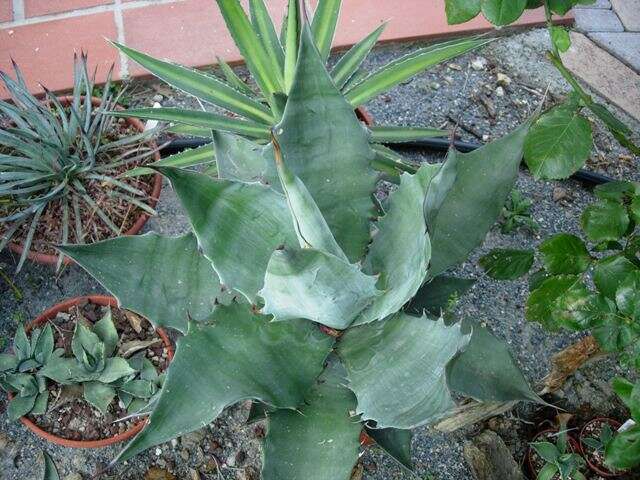 Слика од Agave sobria Brandegee