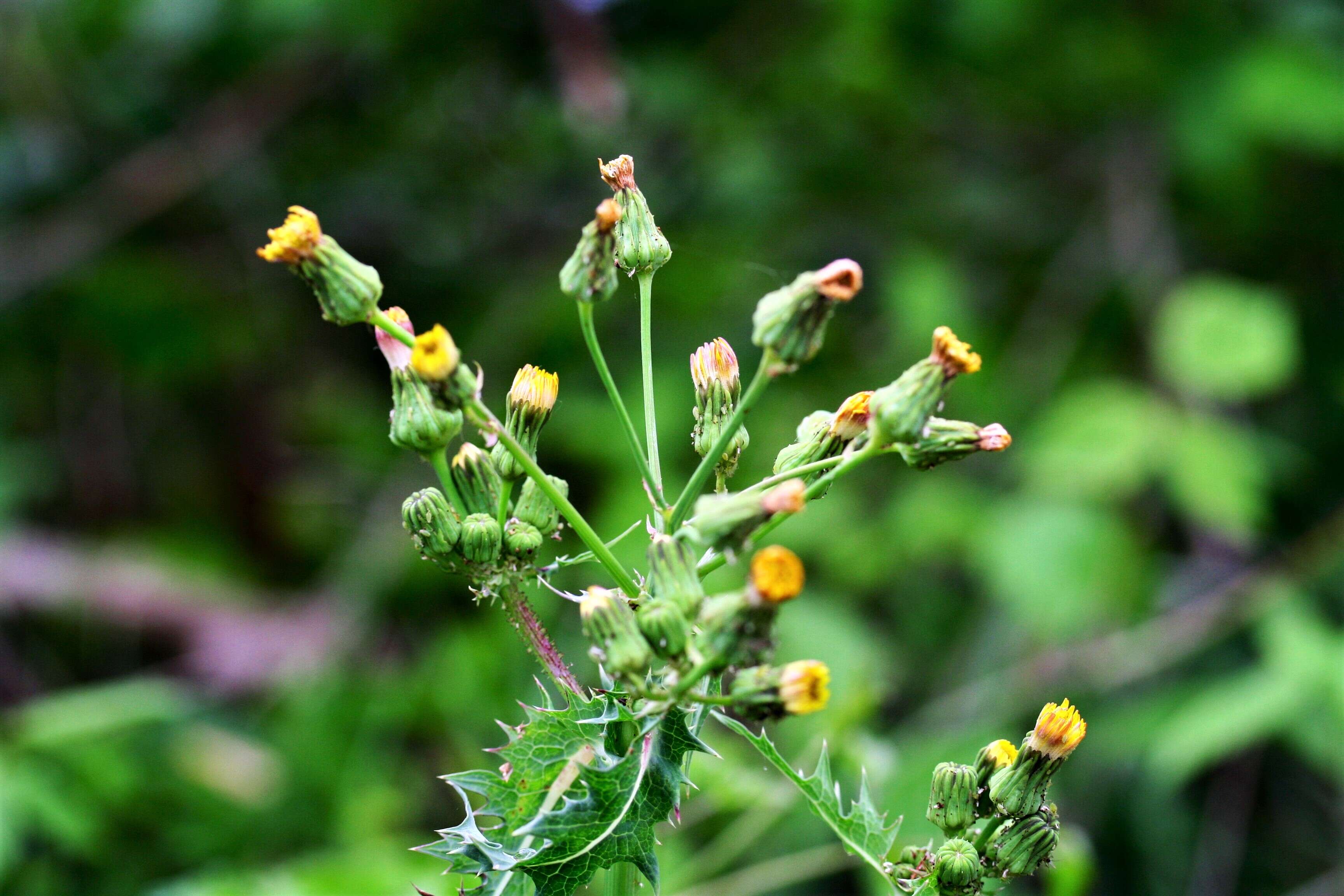 Слика од Sonchus asper (L.) Hill