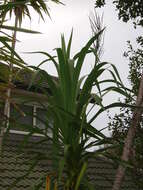 Plancia ëd Cordyline congesta (Sweet) Steud.