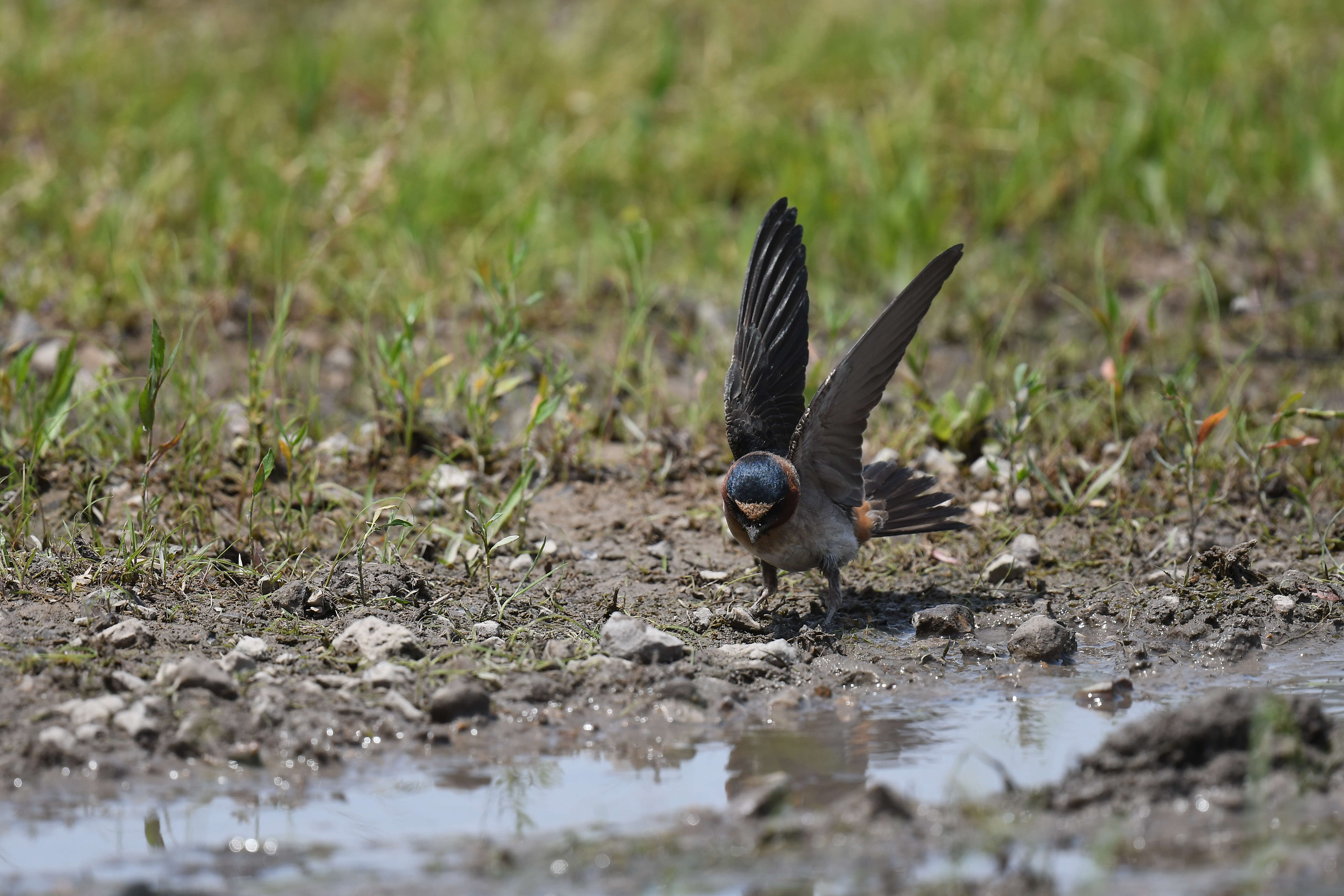 Image of American Cliff Swallow