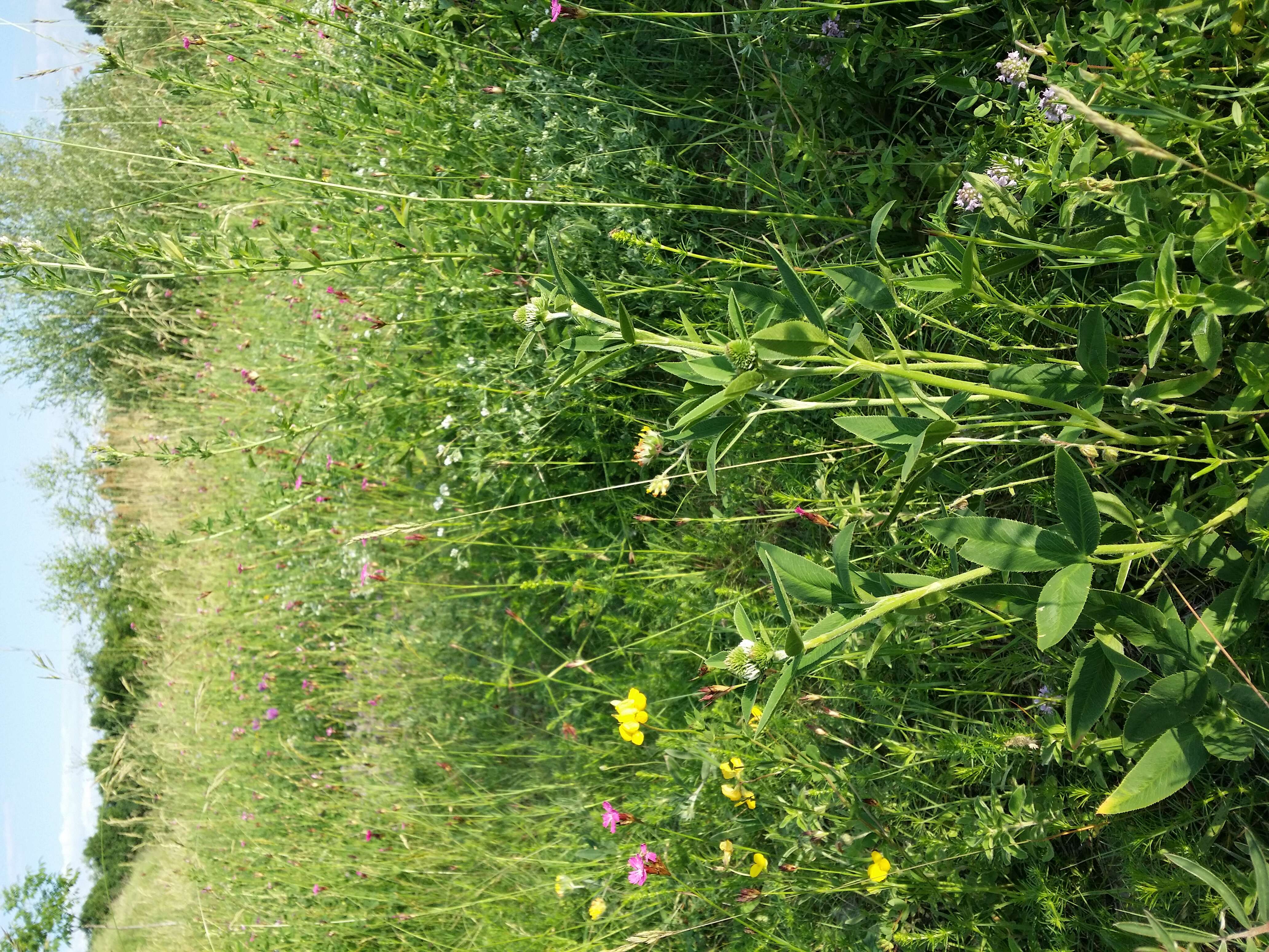 Imagem de Trifolium montanum L.