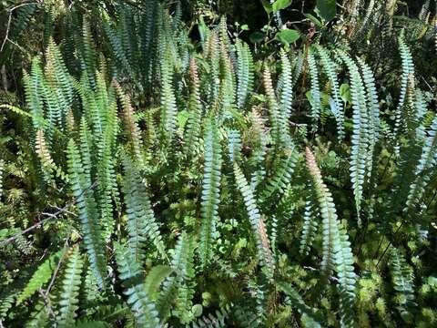 Image de Austroblechnum penna-marina subsp. penna-marina