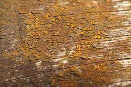 Image of eggyolk lichen