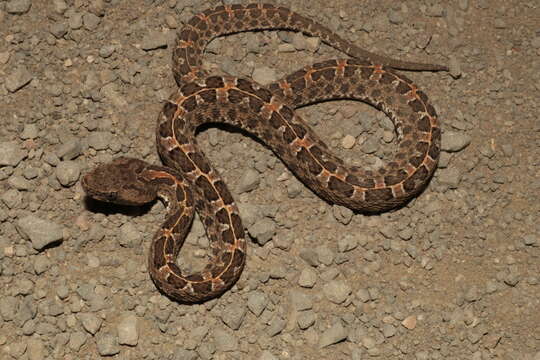 Image of Slender Hognose Viper