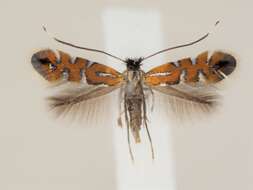 Image of Phyllonorycter lautella (Zeller 1846)