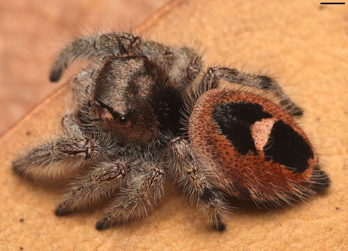 Image of Phidippus pacosauritus