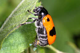 Image of Clytra laeviuscula