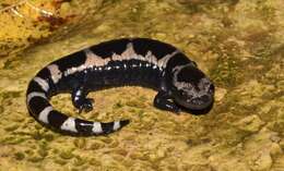 Image of Marbled Salamander