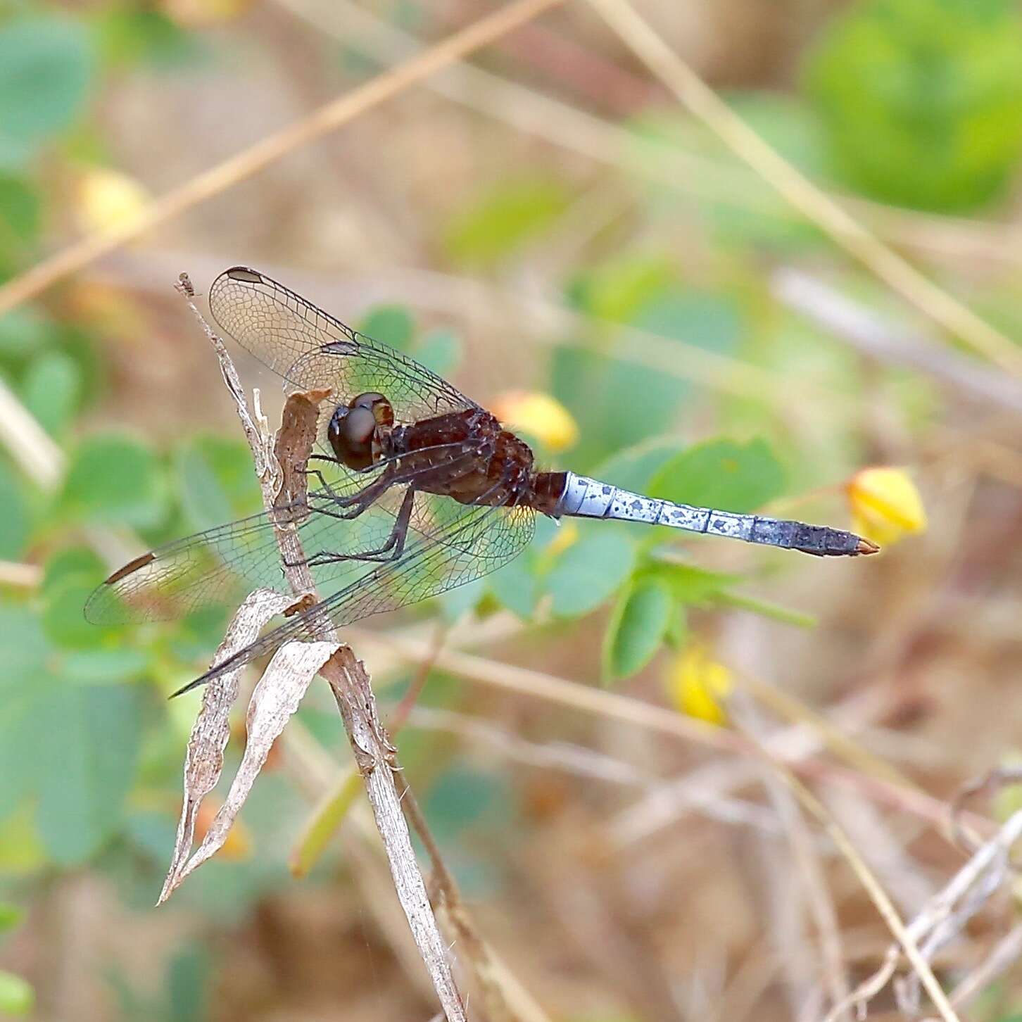 Sivun Erythrodiplax basifusca (Calvert 1895) kuva