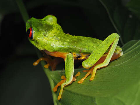 Image of Agalychnis taylori