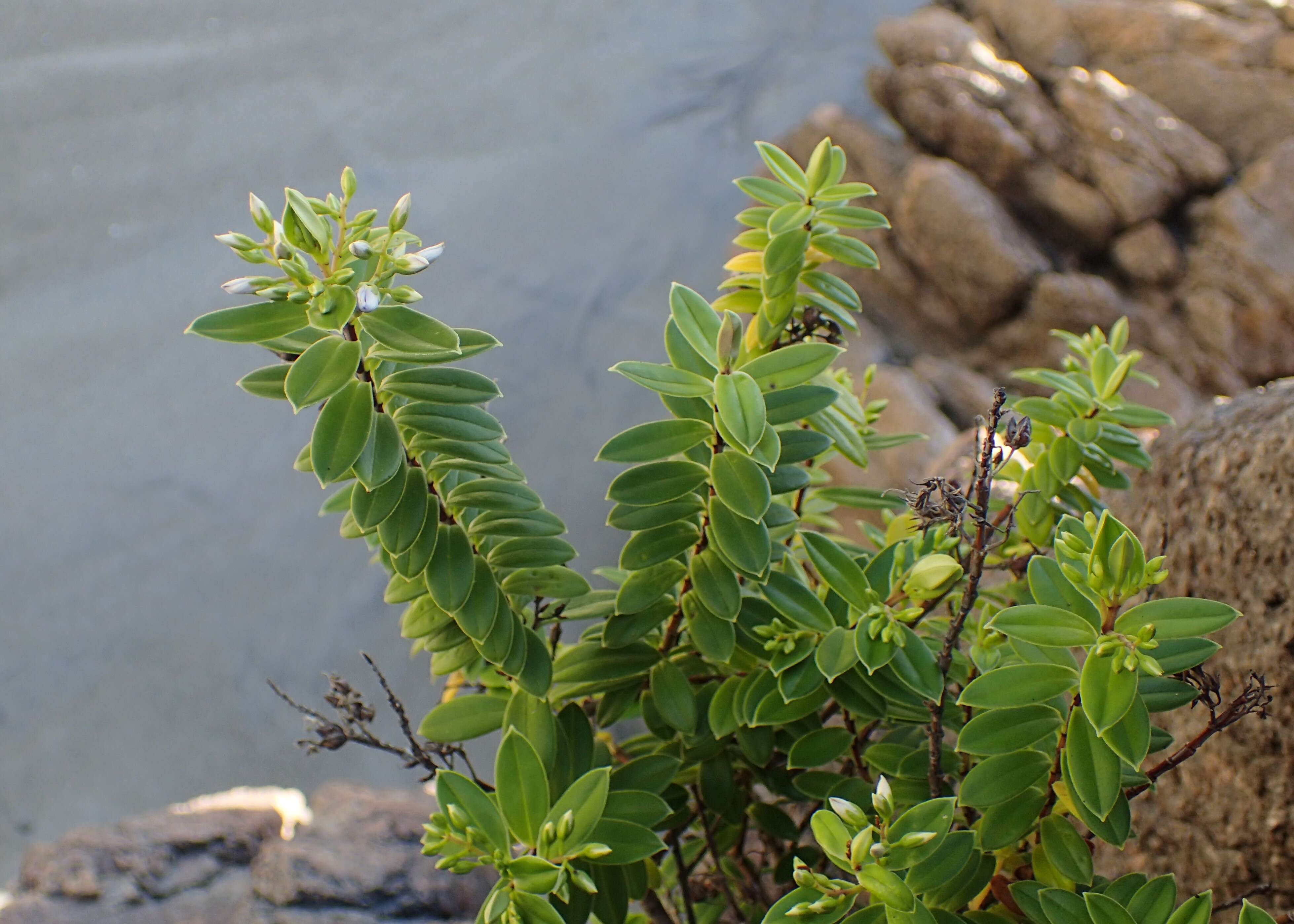 Image of Veronica elliptica G. Forster