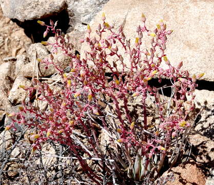 Sivun Dudleya saxosa subsp. aloides (Rose) Moran kuva