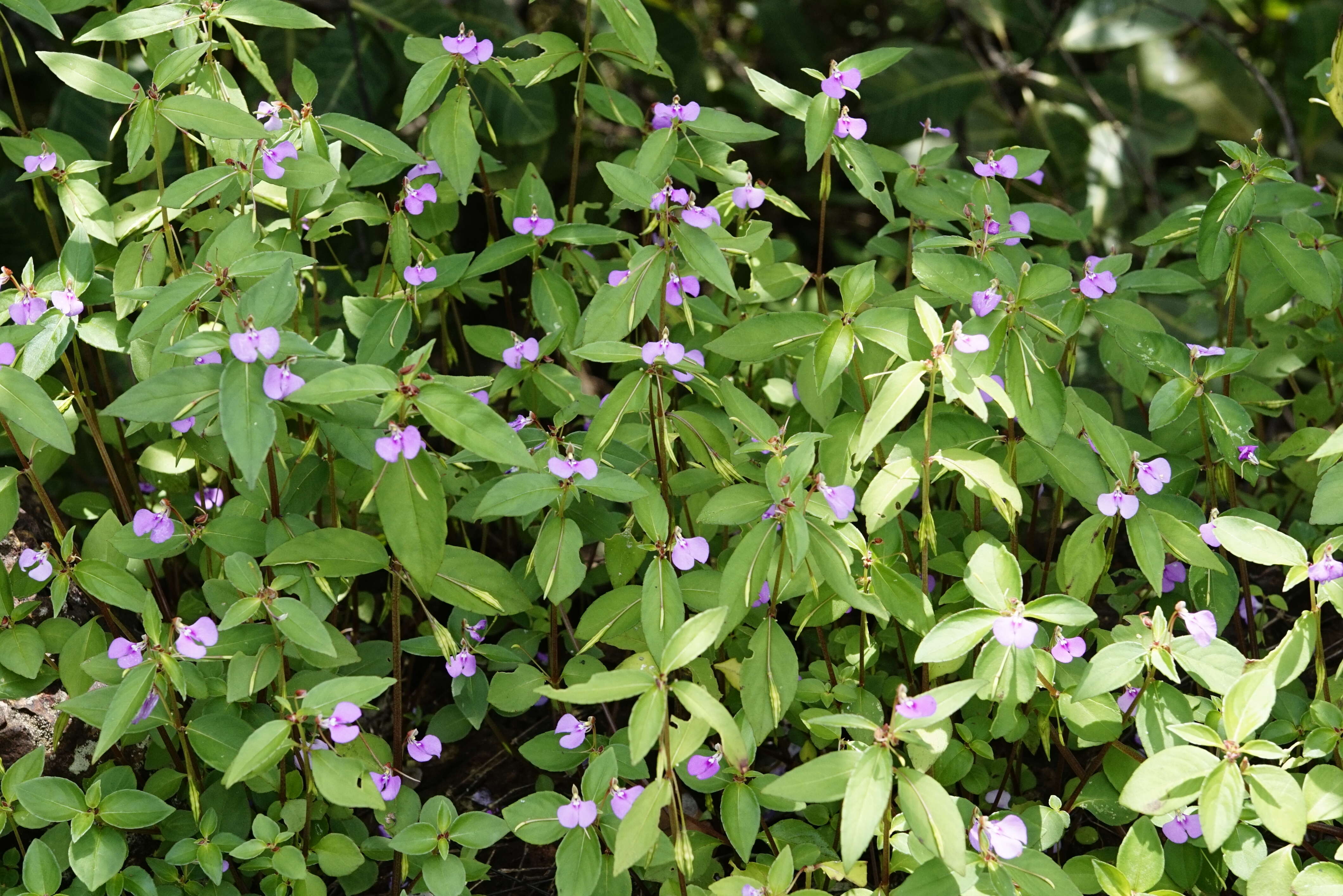 Image of Impatiens minor (DC.) S. S. R. Bennet