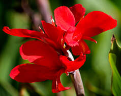 Image of canna lilies