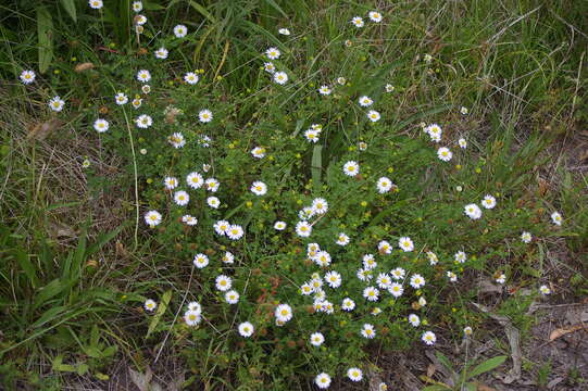 Image of bracted strawflower