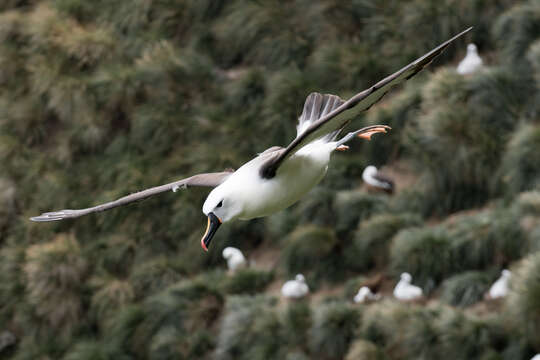 Image de Albatros de Carter