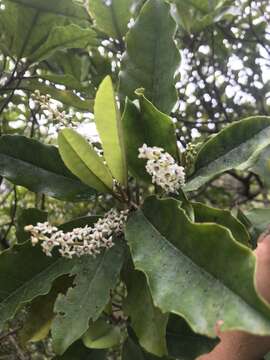 Image of Quintinia serrata A. Cunn.