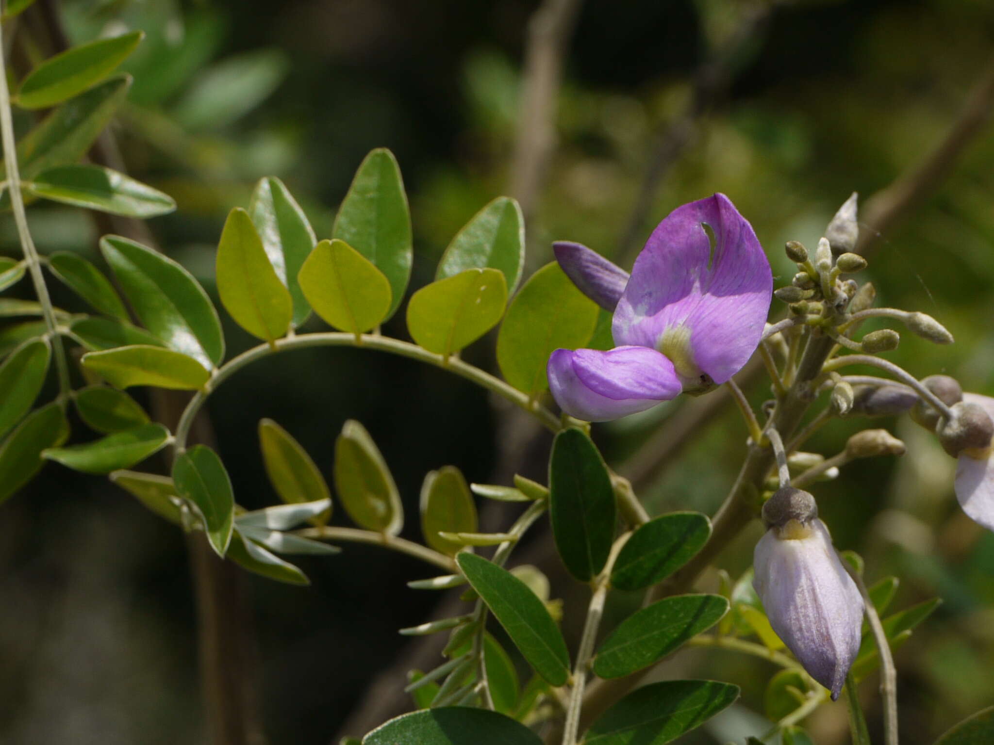 Image of Cork bush