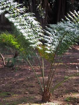 Image of Cycad