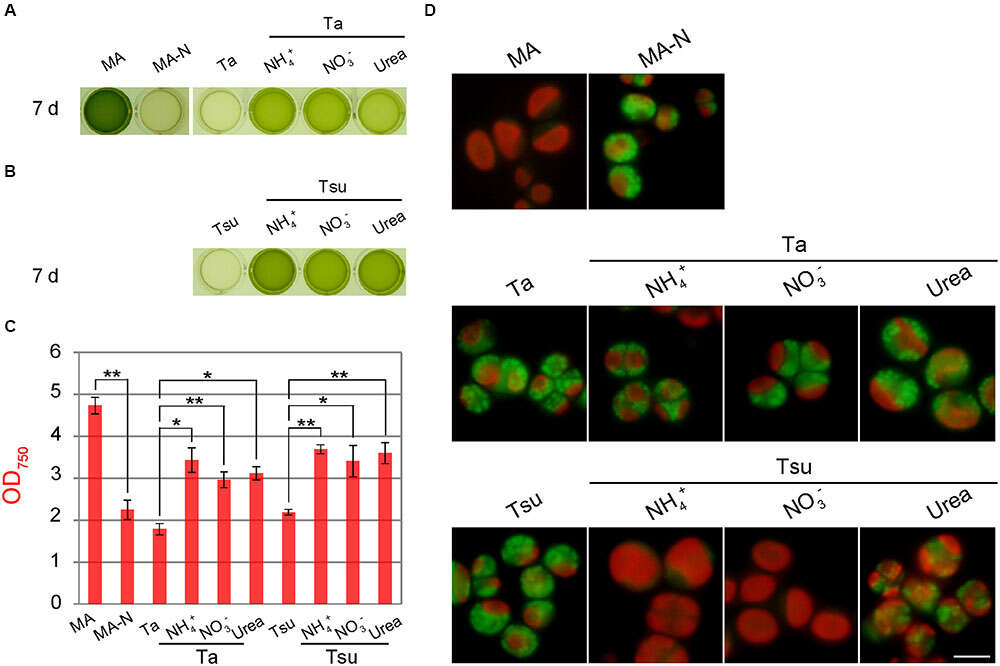 Image de Chlorellaceae