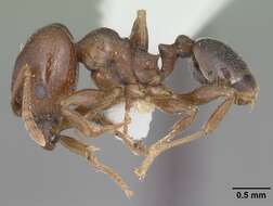 Pheidole crassicornis Emery 1895 resmi