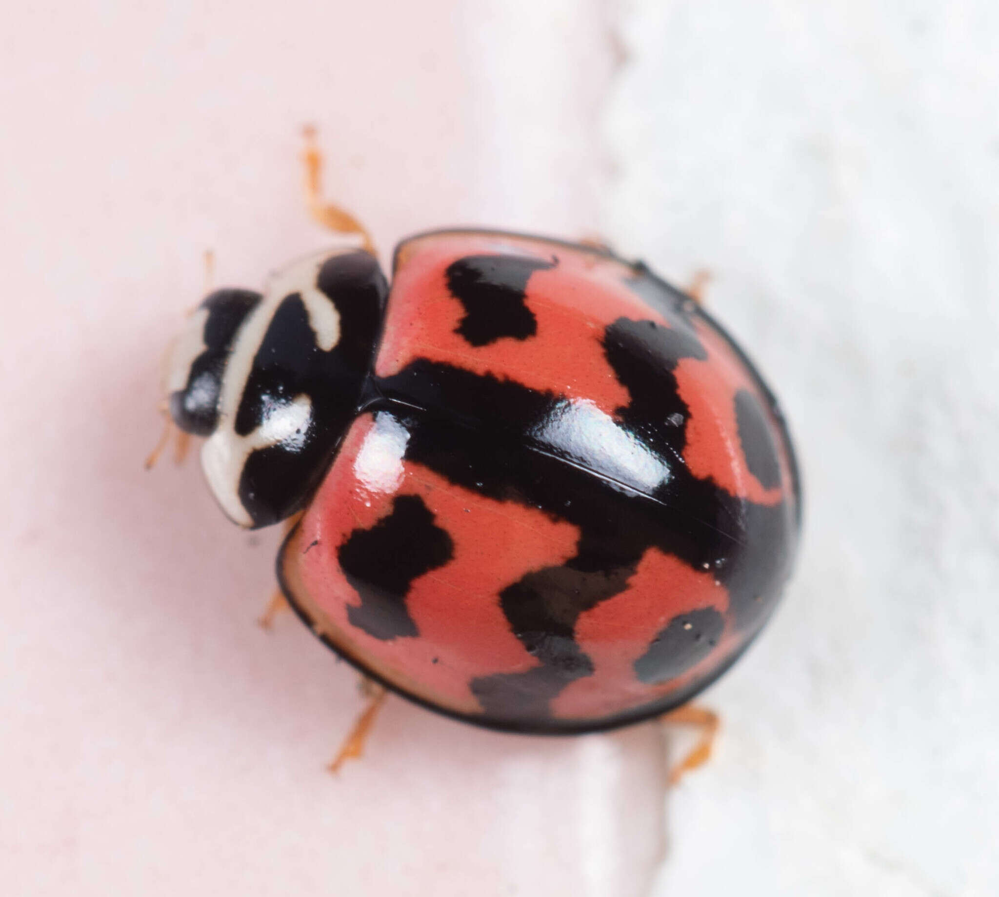 Image of Six-spotted Zigzag Ladybird