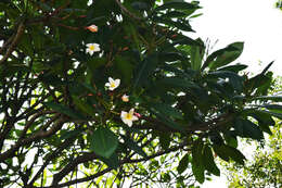 Image of nosegaytree