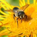 Megachile genalis Morawitz 1880 resmi