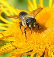 Image of Megachile genalis Morawitz 1880