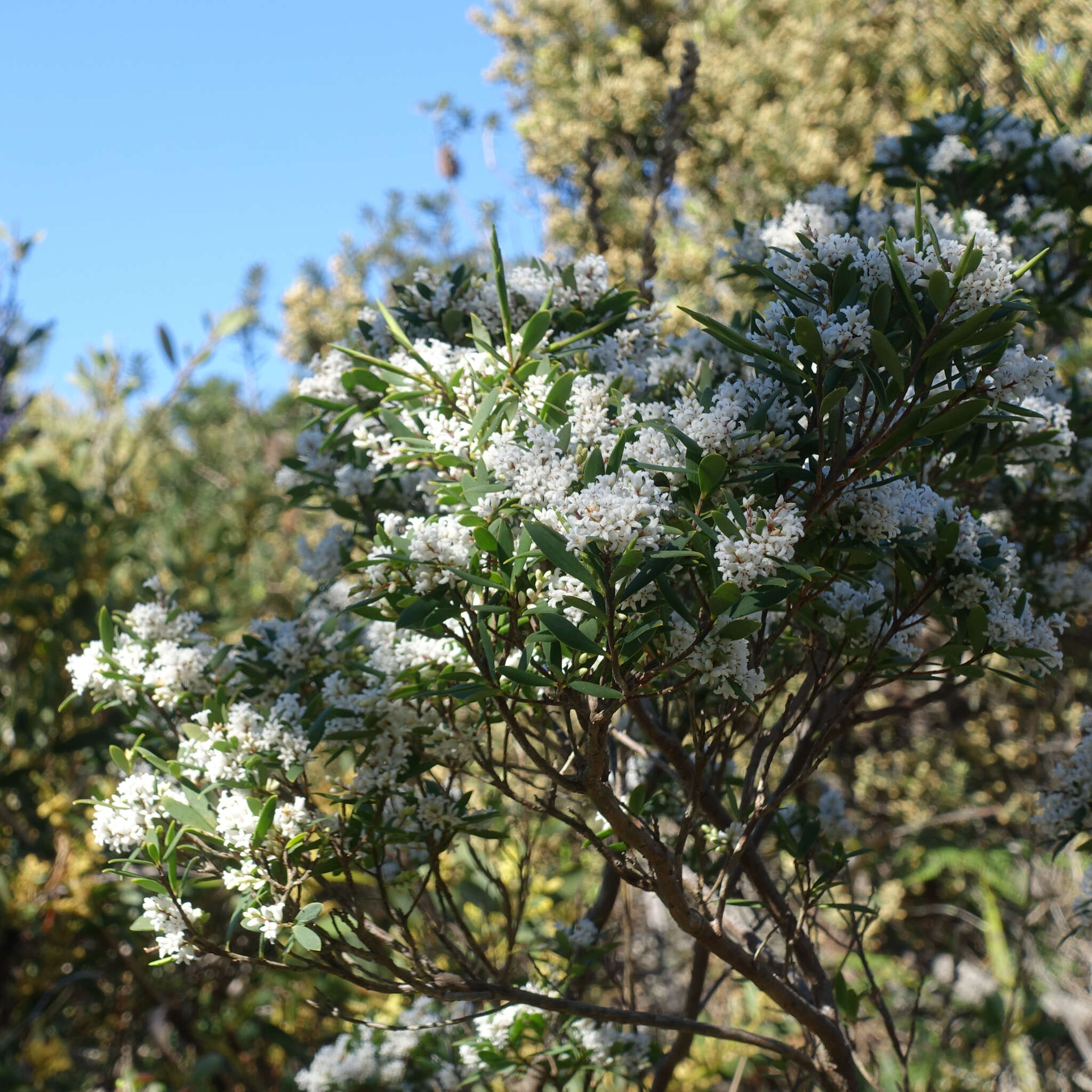 Image of Leucopogon australis R. Br.