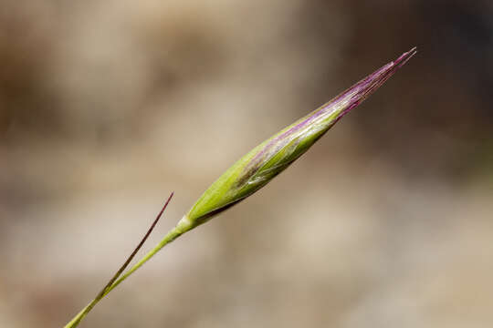 Image de Danthonia unispicata (Thurb.) Munro ex Macoun