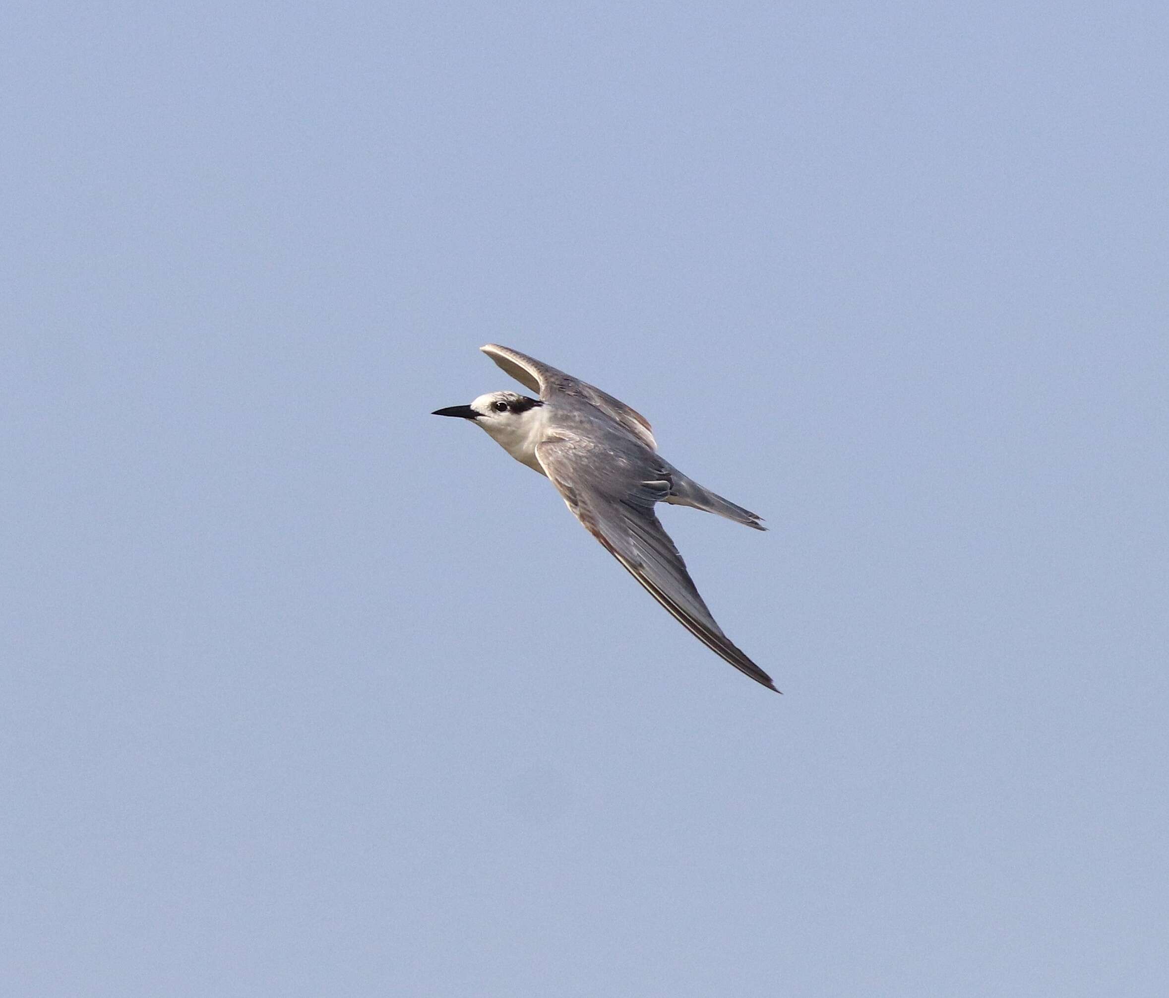 Image of Whiskered Tern