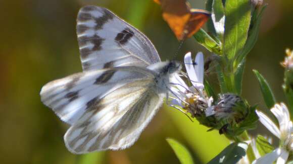 Image of Checkered White