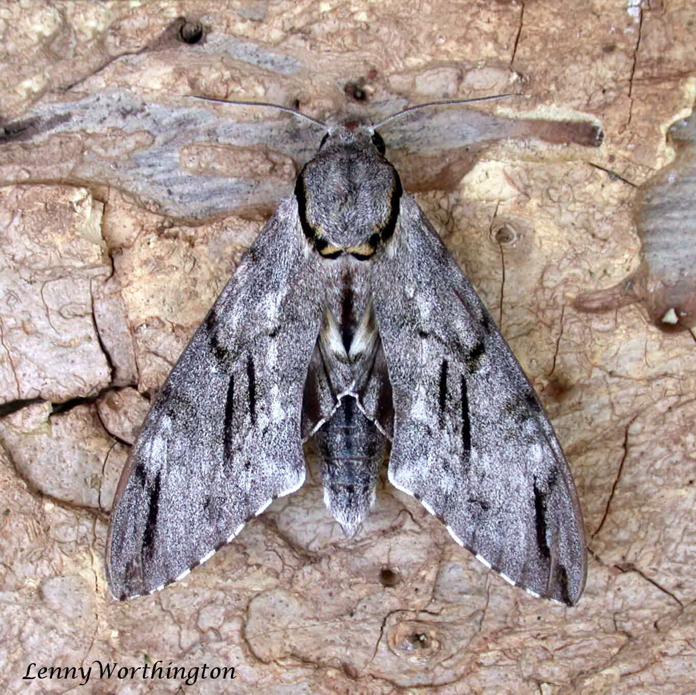 Image of Gray hawk moth