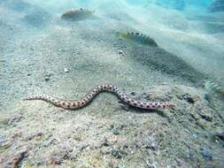 Image of Snake-eels