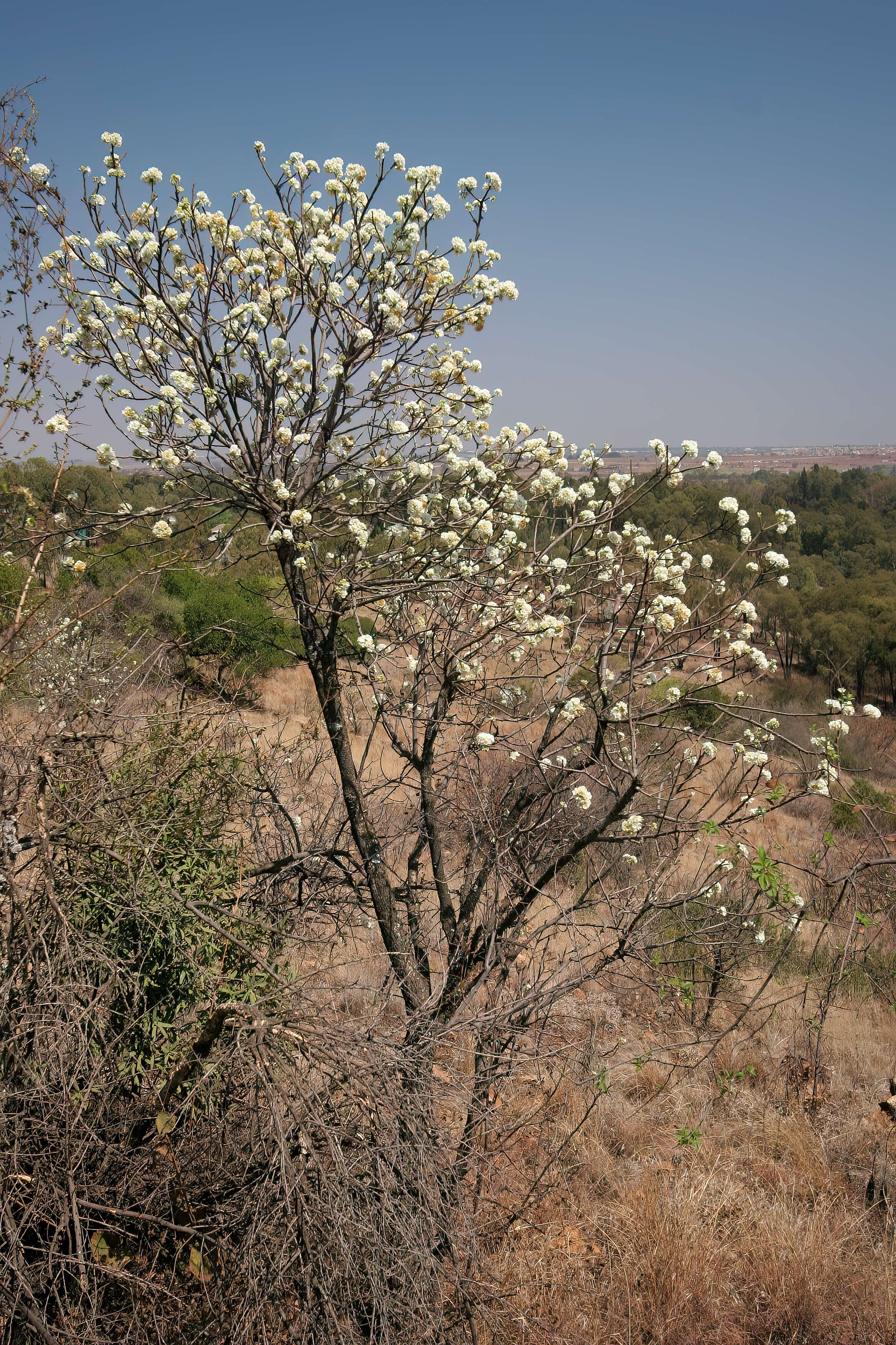 Imagem de Dombeya rotundifolia (Hochst.) Planch.