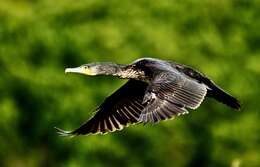 Imagem de Phalacrocorax carbo (Linnaeus 1758)