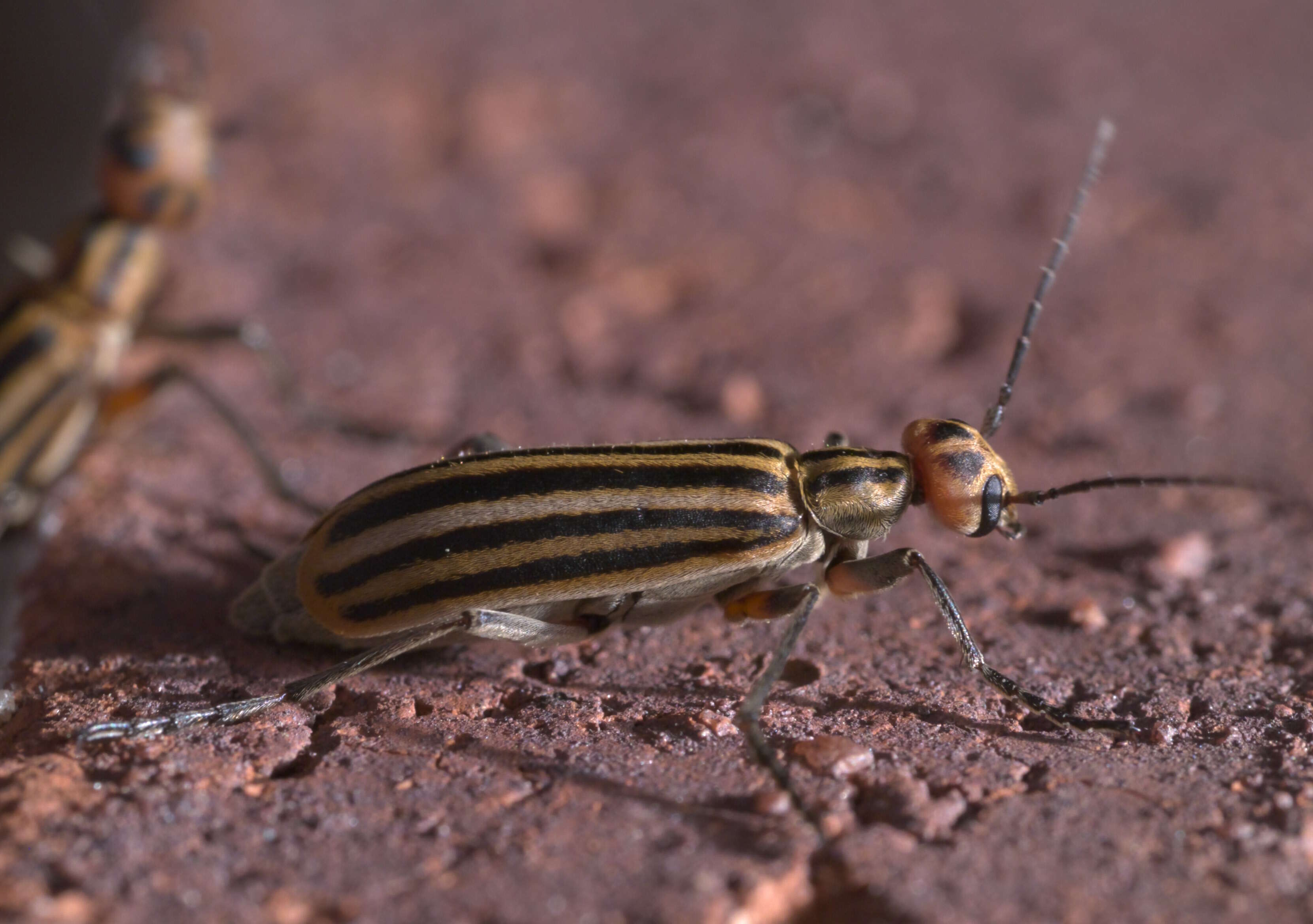 Image of Epicauta (Epicauta) occidentalis Werner 1944