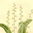 Image of Stelis ophioglossoides (Jacq.) Sw.