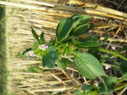 Image of lesser hemp-nettle