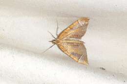 Image of Chevron Moth