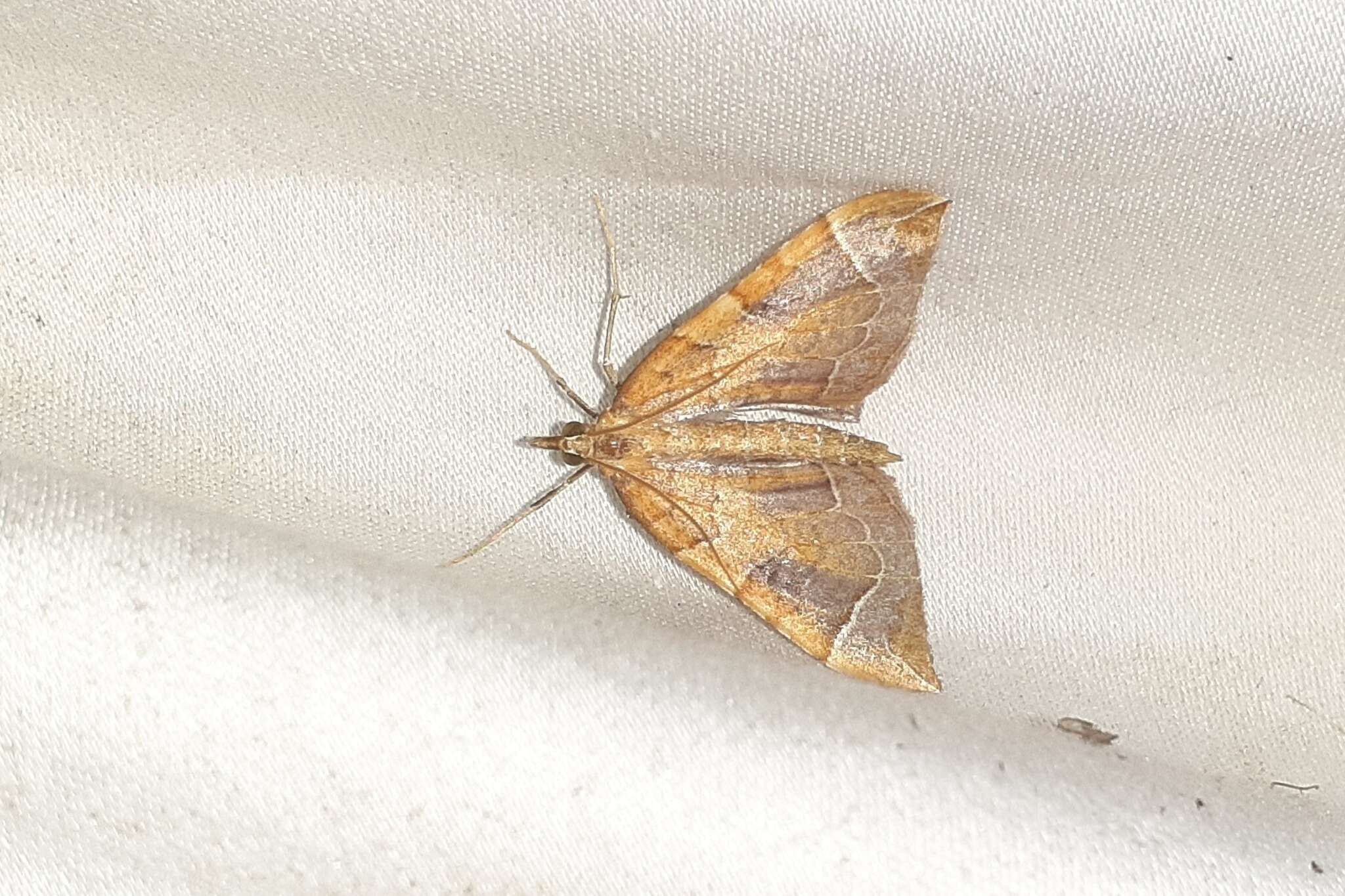 Image of Chevron Moth