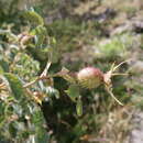 Image of Rosa abietina Gren.