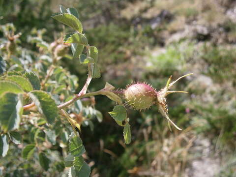 Image de Rosa abietina Gren.