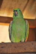 Image of Southern Mealy Amazon