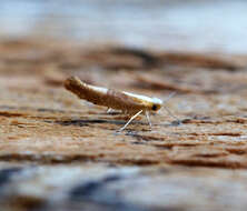 Imagem de Argyresthia albistria Haworth 1828