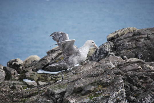 Image of Antarctic Giant-Petrel